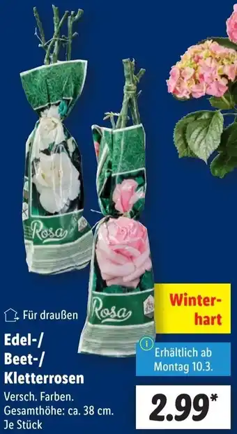 Lidl Edel-/ Beet-/ Kletterrosen Angebot