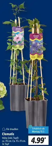 Lidl Clematis Angebot