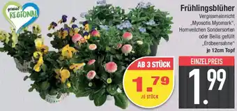 E-Center Frühlingsblüher Angebot