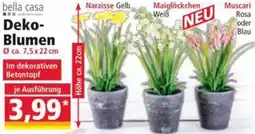 Norma bella casa Deko Blumen Angebot