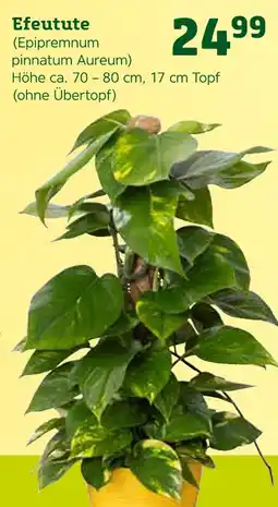 Pflanzen Kölle Efeutute (epipremnum pinnatum aureum) Angebot