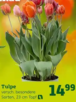 Pflanzen Kölle Tulpe Angebot