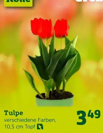 Pflanzen Kölle Tulpe Angebot