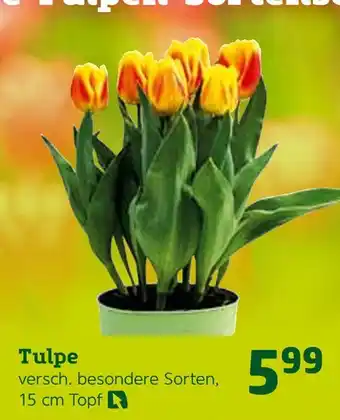 Pflanzen Kölle Tulpe Angebot