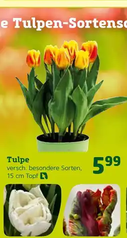 Pflanzen Kölle Tulpe Angebot