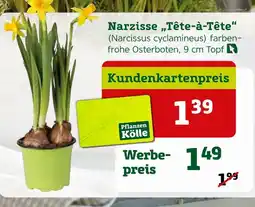 Pflanzen Kölle Pflanzen kölle narzisse tête-à-tête (narcissus cyclamineus) Angebot