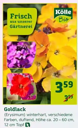 Pflanzen Kölle Kölle bio goldlack (erysimum) Angebot