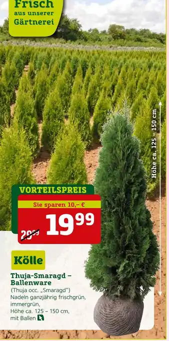 Pflanzen Kölle Kölle thuja-smaragd – ballenware Angebot