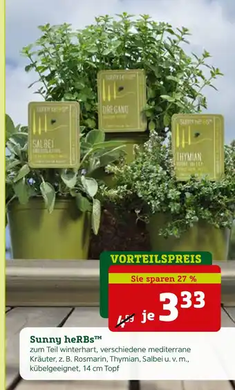 Pflanzen Kölle Sunny herbs kräuter Angebot