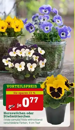 Pflanzen Kölle Hornveilchen oder stiefmütterchen Angebot