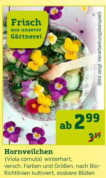 Pflanzen Kölle Frisch aus unserer gärtnerei hornveilchen Angebot