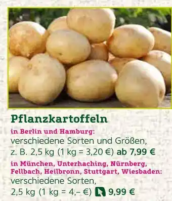 Pflanzen Kölle Pflanzkartoffeln Angebot