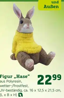 Pflanzen Kölle Figur hase Angebot