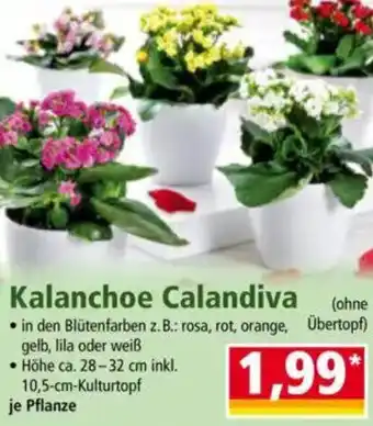 Norma Kalanchoe Calandiva Angebot