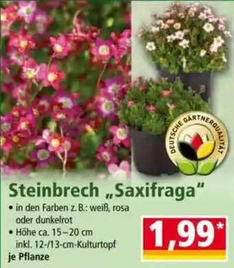 Norma Steinbrech ,,Saxifraga" Angebot