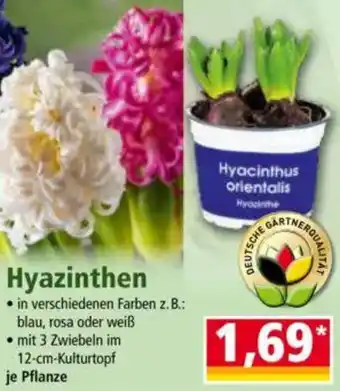 Norma Hyazinthen Angebot