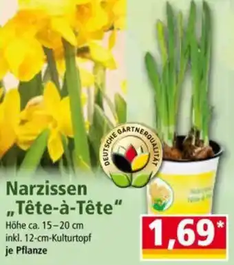 Norma Narzissen „Tête-à-tête" Angebot