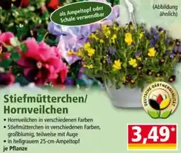 Norma Stiefmütterchen/ Hornveilchen Angebot