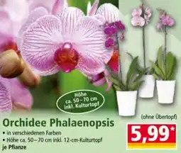 Norma Orchidee Phalaenopsis Angebot