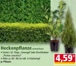 Norma Heckenpflanze Angebot