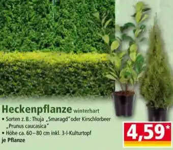 Norma Heckenpflanze Angebot