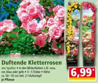 Norma Duftende Kletterrosen Angebot