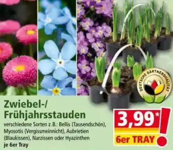 Norma Zwiebel-/ Frühjahrsstauden Angebot