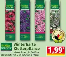 Norma FINEST GARDEN Winterharte Kletterpflanze Angebot