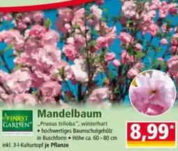 Norma FINEST GARDEN Mandelbaum Angebot