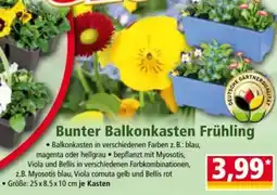 Norma Bunter Balkonkasten Frühling Angebot