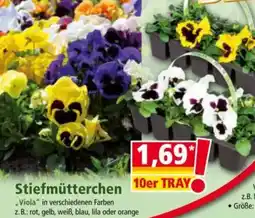 Norma Stiefmütterchen Angebot