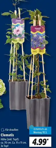 Lidl Clematis 'pink fantasy' Angebot