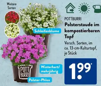 Aldi Süd POTTBURRI Polsterstaude im kompostierbaren Topf Angebot