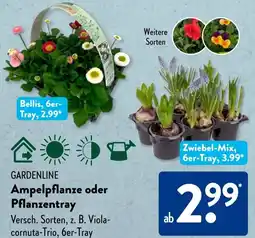 Aldi Süd GARDENLINE Ampelpflanze oder Pflanzentray Angebot