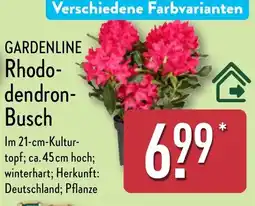 Aldi Nord GARDENLINE Rhodo- dendron- Busch Angebot