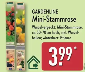 Aldi Nord GARDENLINE Mini-Stammrose Angebot