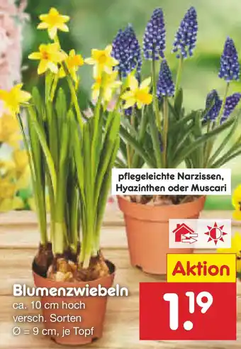 Netto Marken-Discount Blumenzwiebeln Angebot