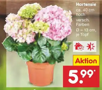 Netto Marken-Discount Hortensie Angebot