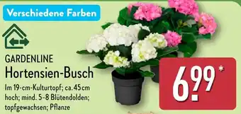 Aldi Nord GARDENLINE Hortensien-Busch Angebot