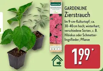 Aldi Nord GARDENLINE Zierstrauch Angebot