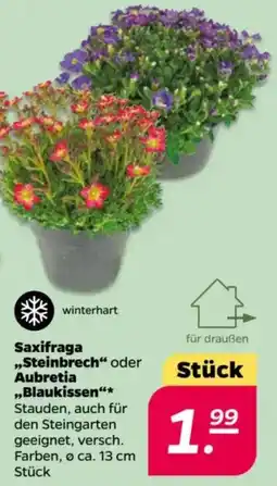 NETTO Saxifraga ,,Steinbrech" oder Aubretia „Blaukissen Angebot