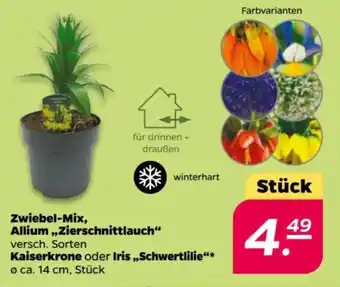 NETTO Zwiebel-Mix, Allium,,Zierschnittlauch" Kaiserkrone oder Iris,,Schwertlilie'' Angebot