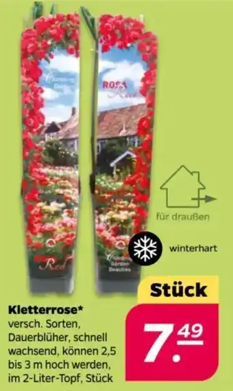 NETTO Kletterrose Angebot