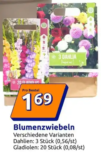 Action Blumenzwiebeln Angebot