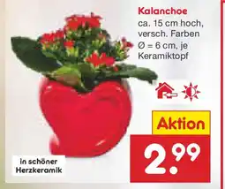 Netto Marken-Discount Kalanchoe Angebot