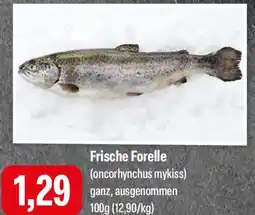 Feneberg Frische Forelle Angebot