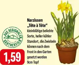 Feneberg Narzissen ,,Tête à Tête" Angebot