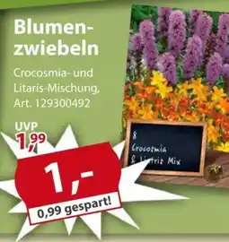 Sonderpreis Baumarkt Blumenzwiebeln Angebot