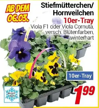 CENTERSHOP Stiefmütterchen/ Hornveilchen 10er-Tray Angebot