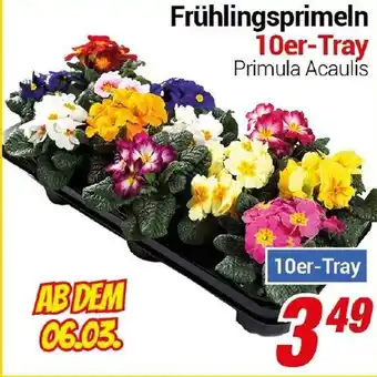 CENTERSHOP Frühlingsprimeln 10er-Tray Angebot